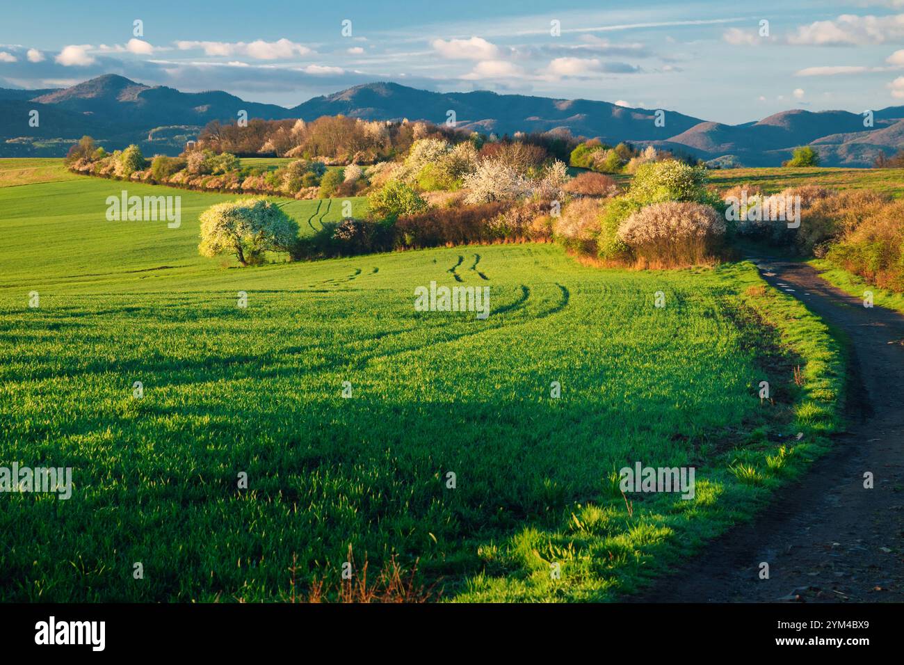 Tranquillo paesaggio rurale in primavera con vegetazione vibrante e arbusti bianchi in fiore Foto Stock