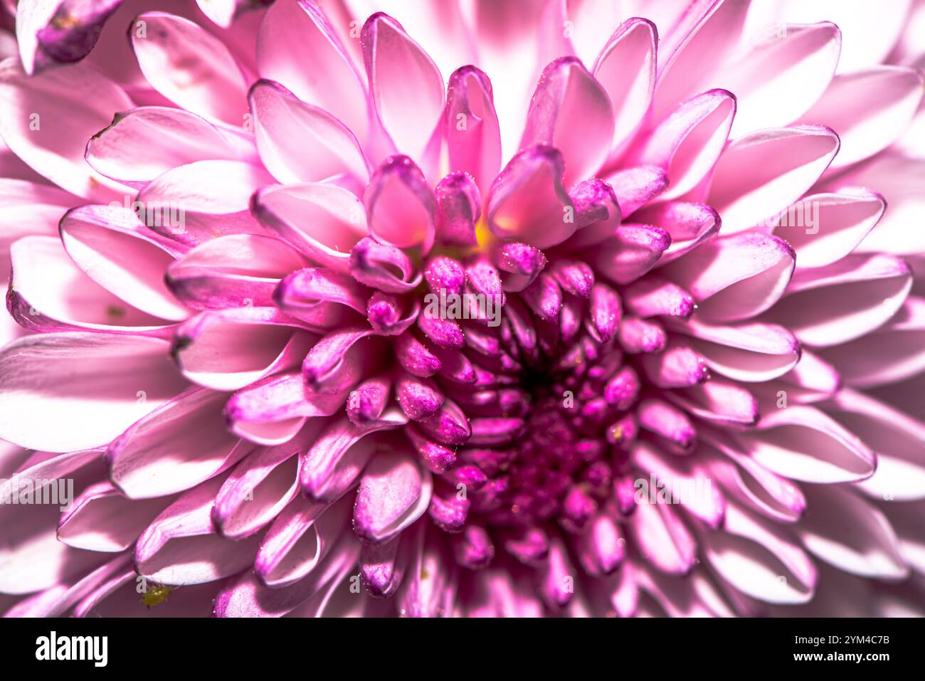 Una splendida foto macro di un fiore del crisantemo, che cattura intricati dettagli di petali, colori vivaci e la bellezza naturale di questo capolavoro floreale Foto Stock