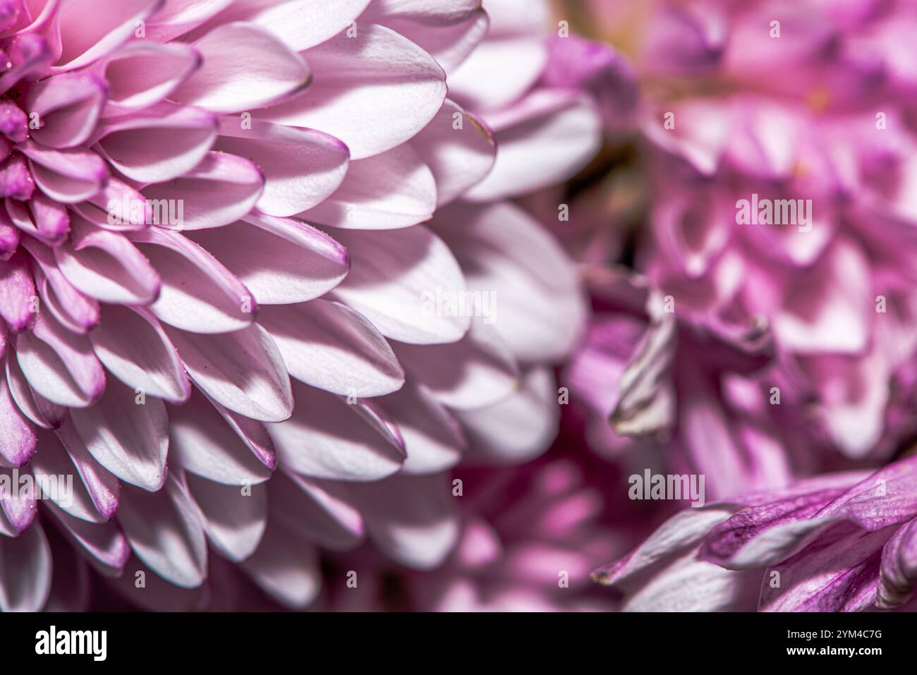 Una splendida foto macro di un fiore del crisantemo, che cattura intricati dettagli di petali, colori vivaci e la bellezza naturale di questo capolavoro floreale Foto Stock
