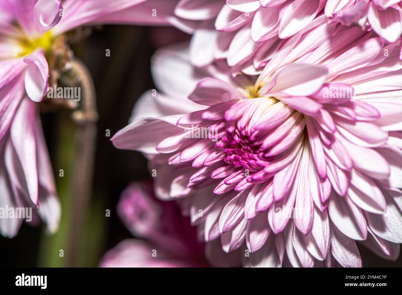 Una splendida foto macro di un fiore del crisantemo, che cattura intricati dettagli di petali, colori vivaci e la bellezza naturale di questo capolavoro floreale Foto Stock