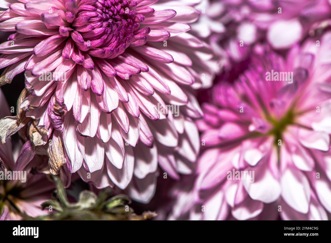 Una splendida foto macro di un fiore del crisantemo, che cattura intricati dettagli di petali, colori vivaci e la bellezza naturale di questo capolavoro floreale Foto Stock
