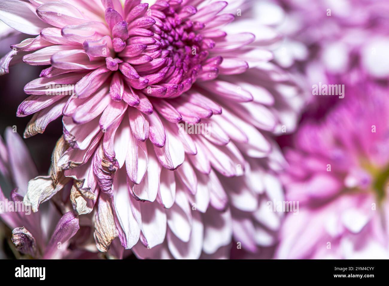 Una splendida foto macro di un fiore del crisantemo, che cattura intricati dettagli di petali, colori vivaci e la bellezza naturale di questo capolavoro floreale Foto Stock