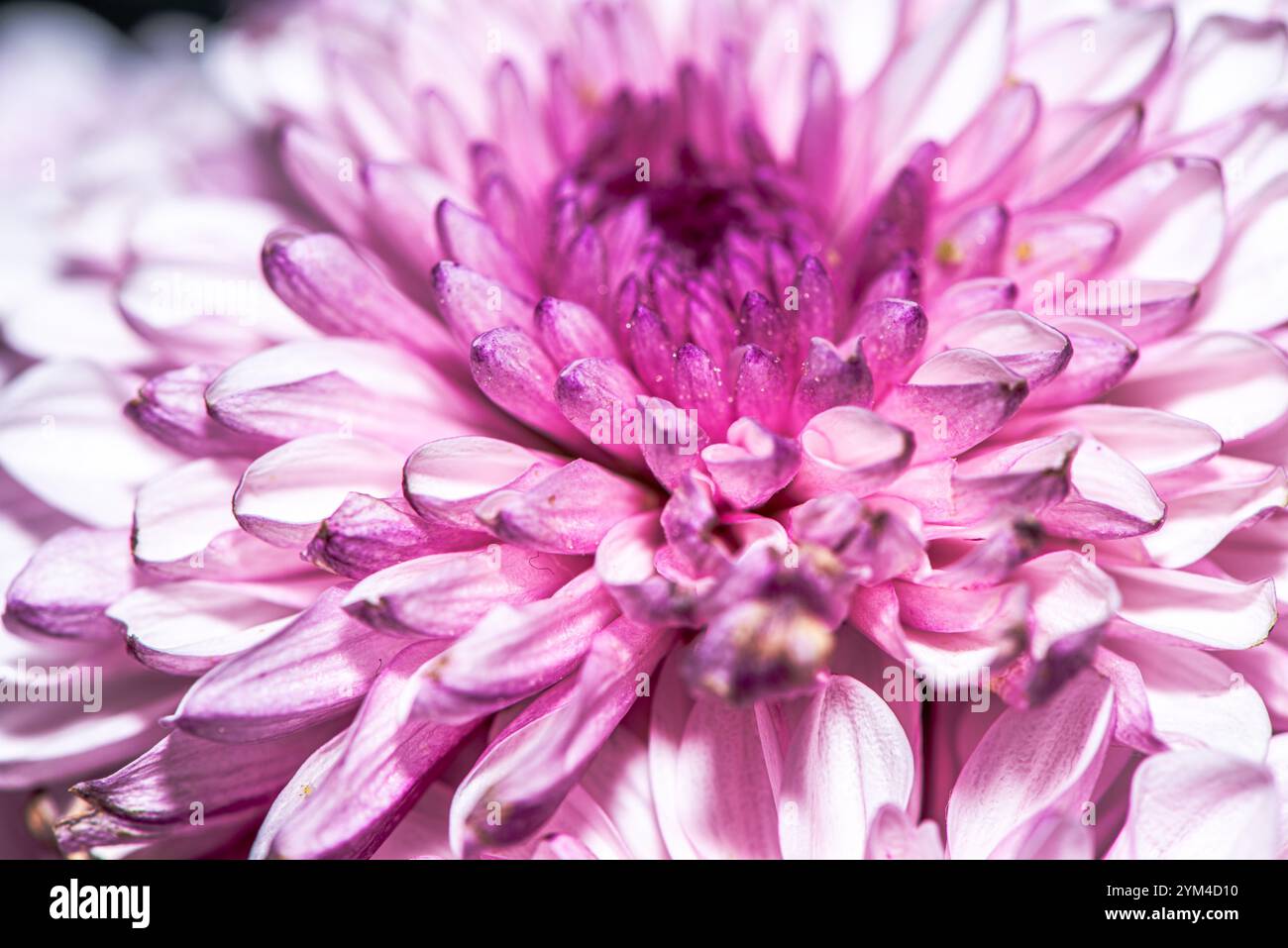 Una splendida foto macro di un fiore del crisantemo, che cattura intricati dettagli di petali, colori vivaci e la bellezza naturale di questo capolavoro floreale Foto Stock