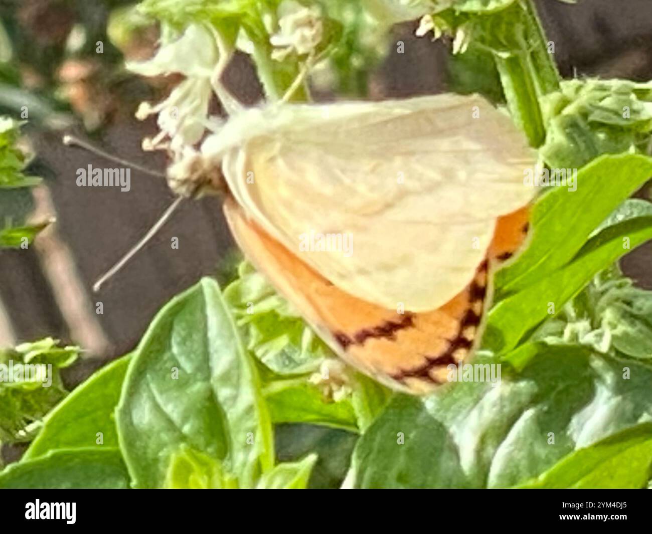 Salmone arabo grande (Colotis fausta) Foto Stock