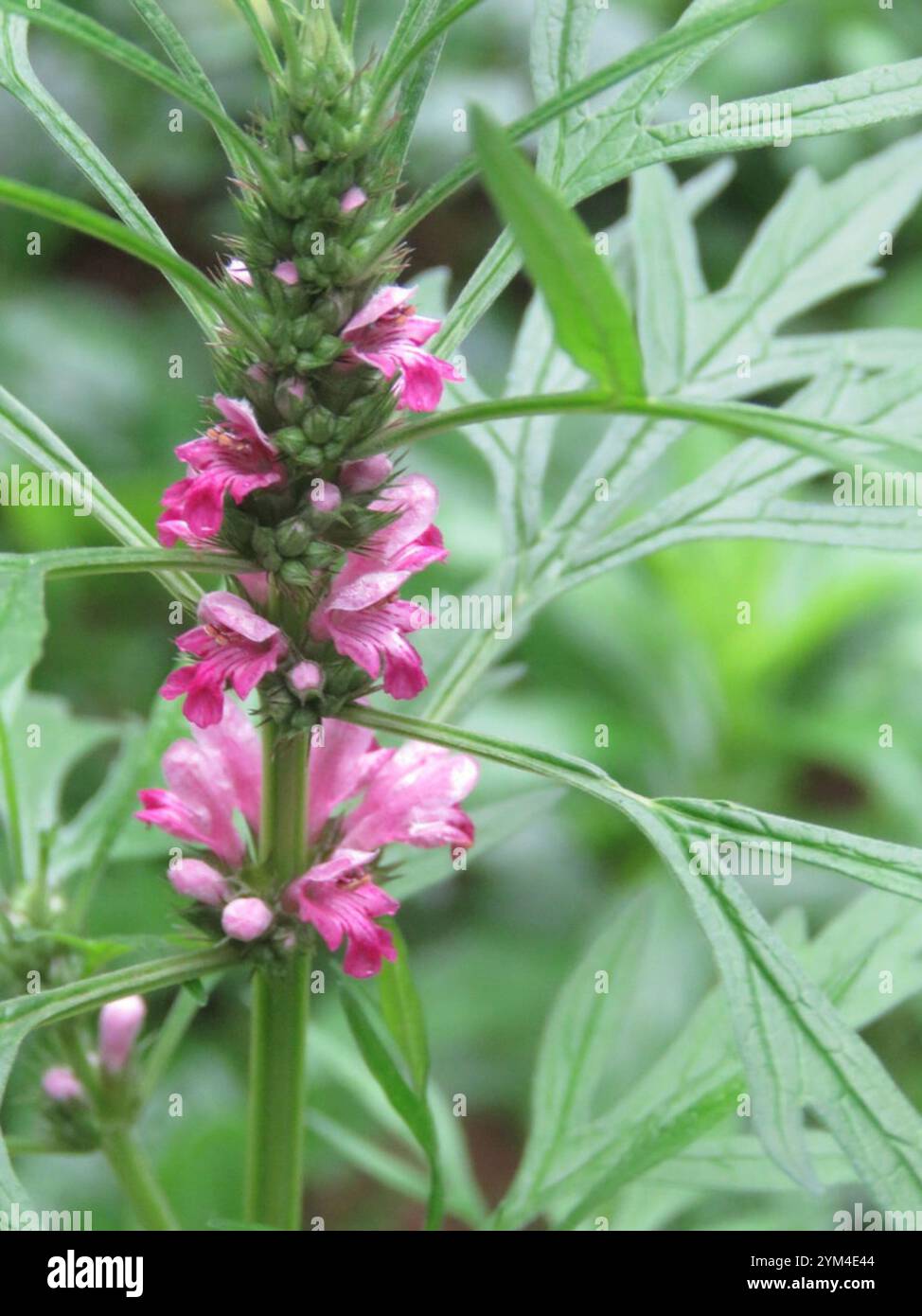 Erba madre siberiana (Leonurus sibiricus) Foto Stock