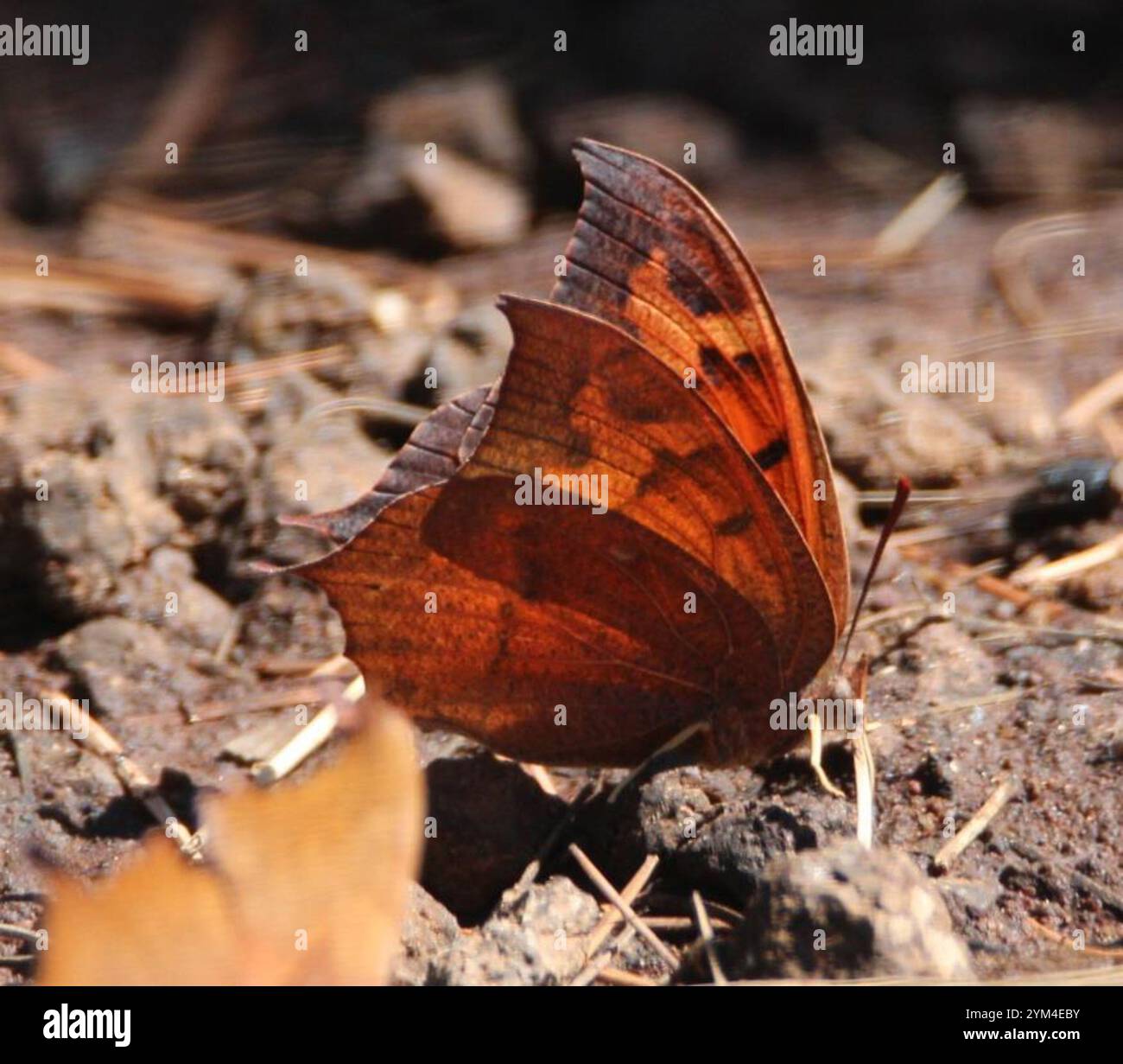 Leafwing di alghe di capra (Anaea andria) Foto Stock