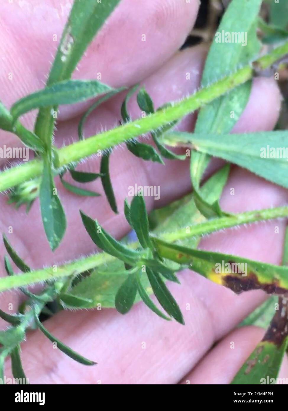 Bianco peloso oldfield aster (Symphyotrichum pilosum) Foto Stock