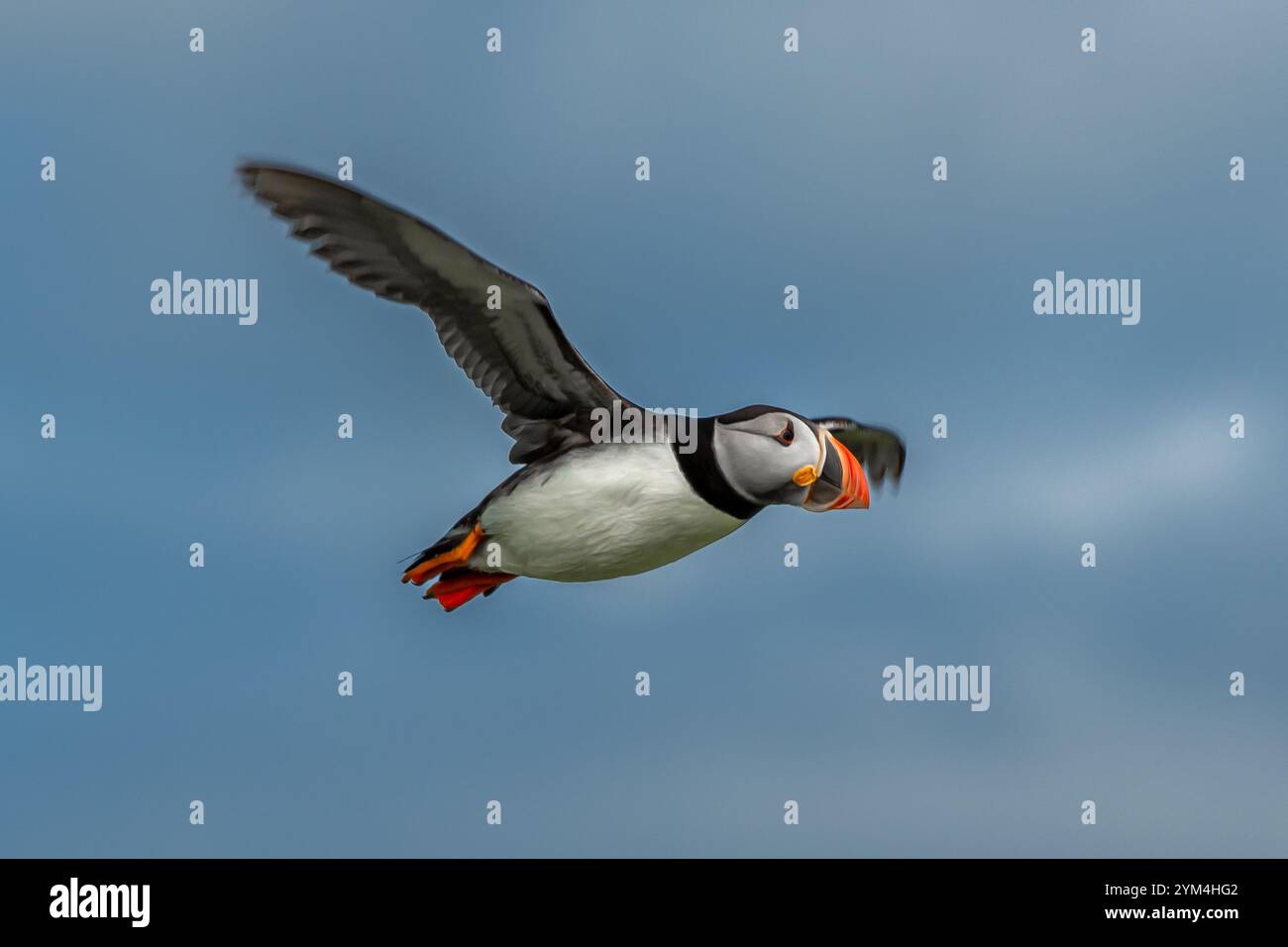 La specie di uccelli marini Atlantic Puffin (Fratercula arctica) vola sull'isola di maggio nel Firth of Forth vicino ad Anstruther in Scozia Foto Stock