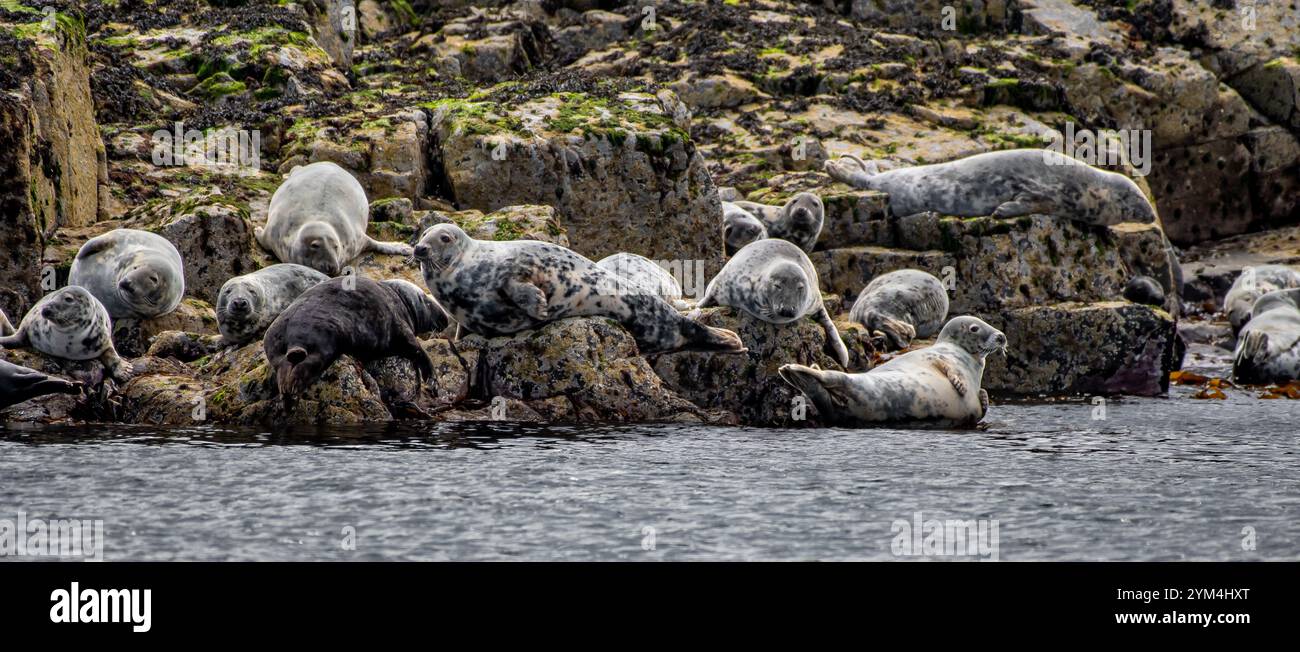 Colonia con gruppo di foche grigie dell'Atlantico (Halichoerus Grypus) sull'isola di maggio nel Firth of Forth vicino ad Anstruther in Scozia Foto Stock