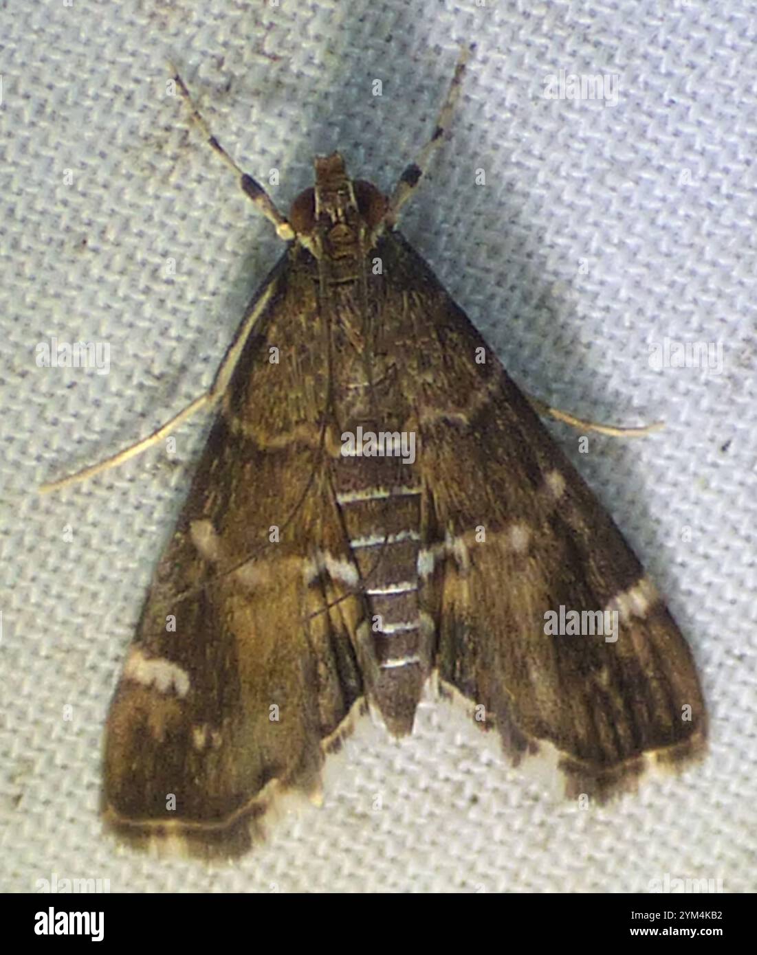 Barbabietola maculata Webworm Moth (Hymenia perspectalis) Foto Stock