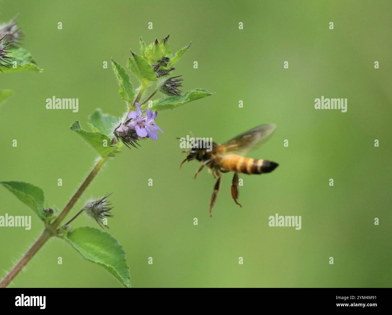 Giant Honey Bee (Apis dorsata) Foto Stock