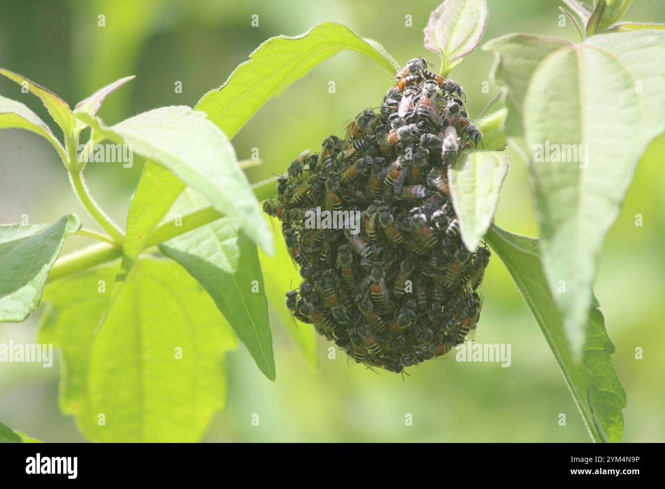 Red Dwarf Honey Bee (Apis florea) Foto Stock