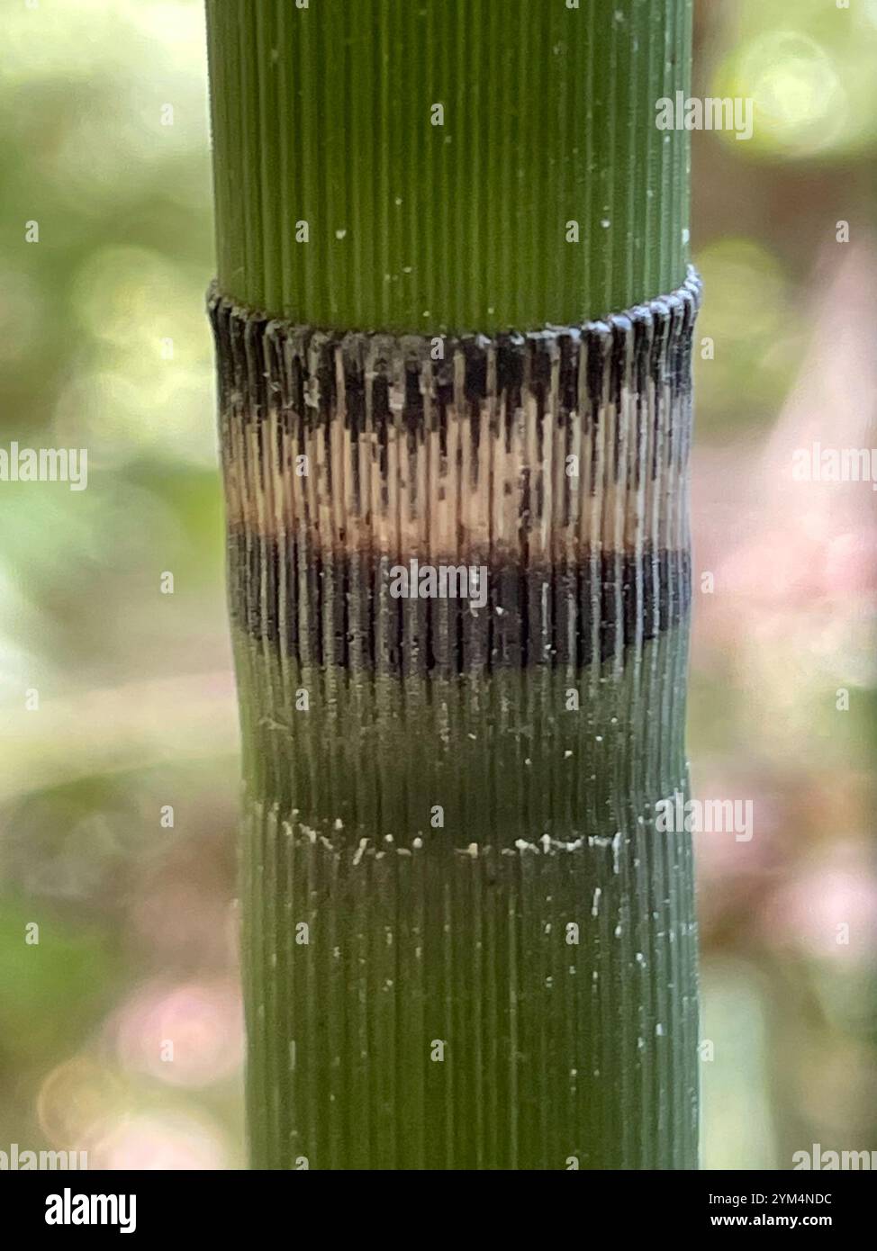 Scouringrush occidentale (Equisetum iemale affine) Foto Stock