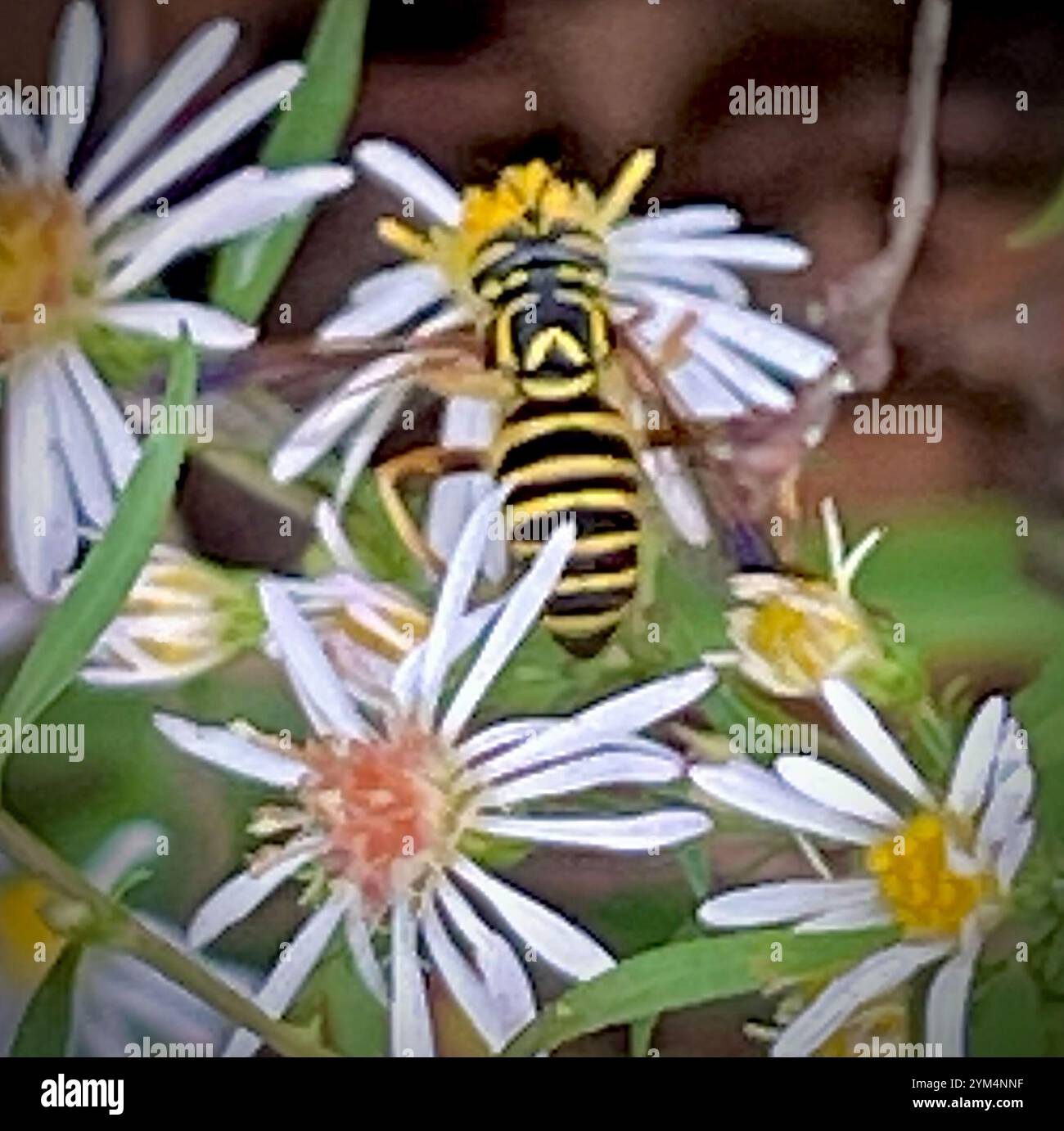 Volo sul calabrone orientale (Spilomyia longicornis) Foto Stock