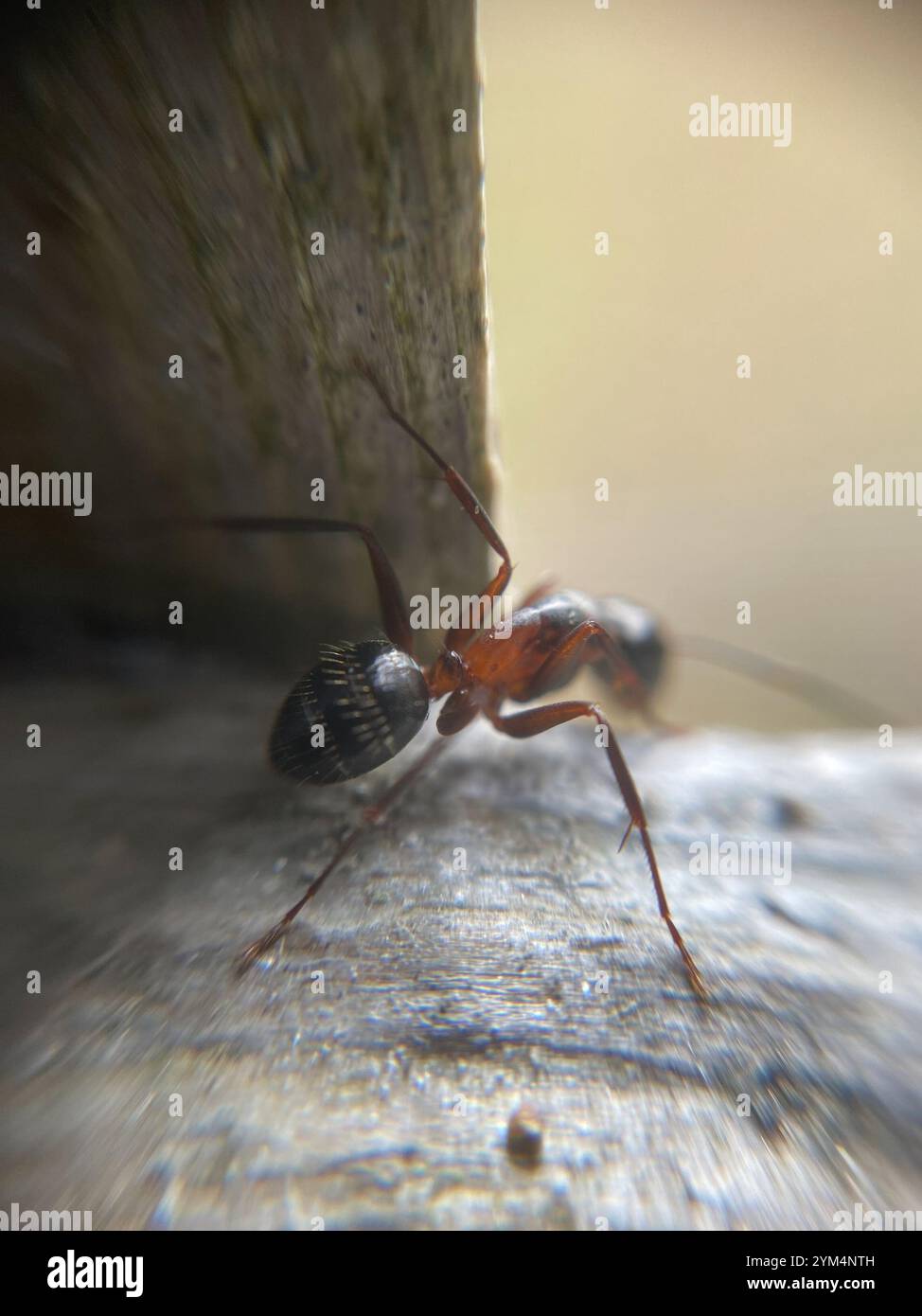 Formica da falegname marrone-nero (Camponotus ligniperda) Foto Stock