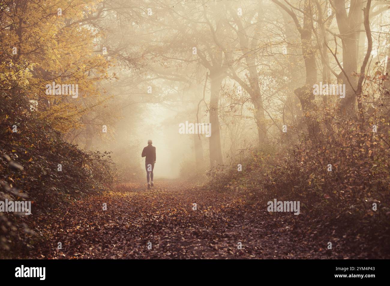 Alone Runner che esplora gli incantevoli sentieri della foresta in autunno Foto Stock