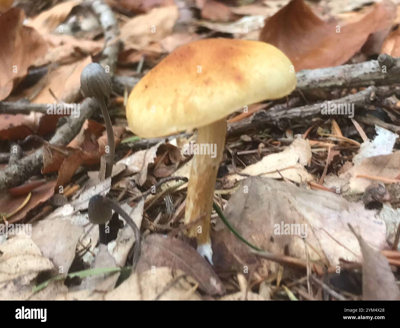 Rustgill squamoso (Gymnopilus sapineus) Foto Stock