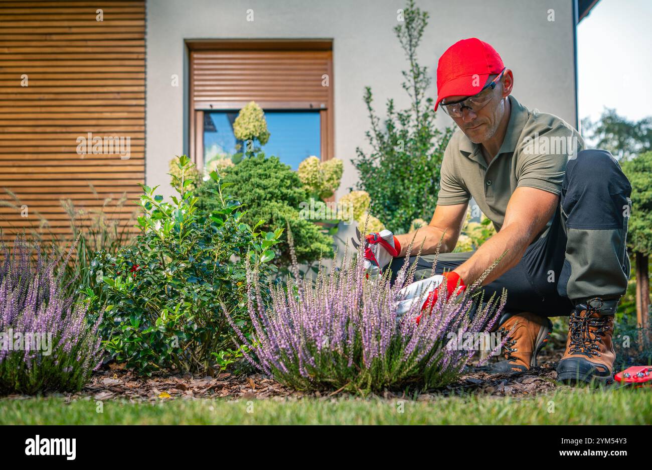 Un uomo con cappello e guanti potenzia con cura le piante di lavanda in un giardino lussureggiante pieno di vegetazione e fiori durante le ore diurne. Foto Stock