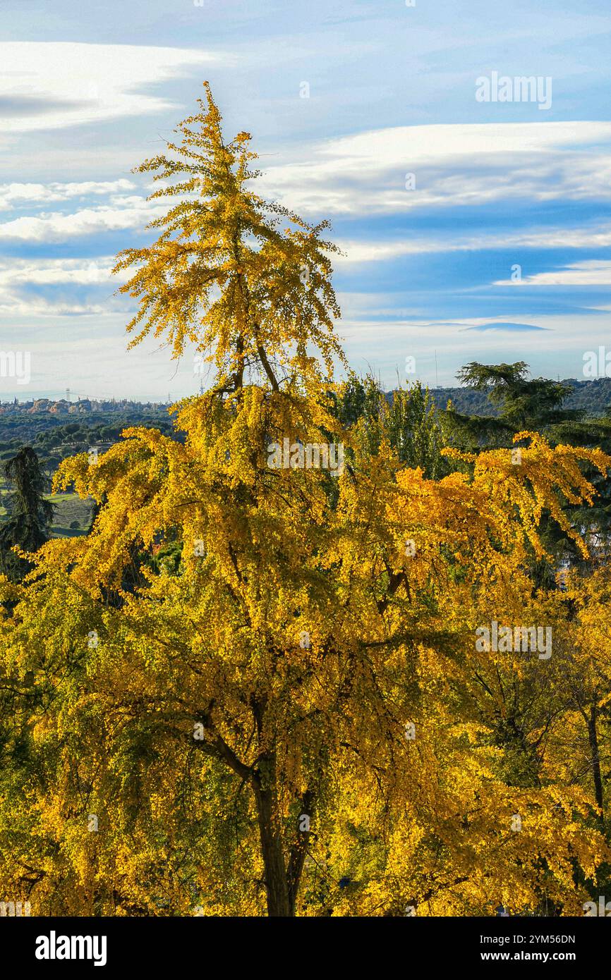 L'autunno a Madrid offre una vista accattivante con i suoi splendidi alberi Foto Stock