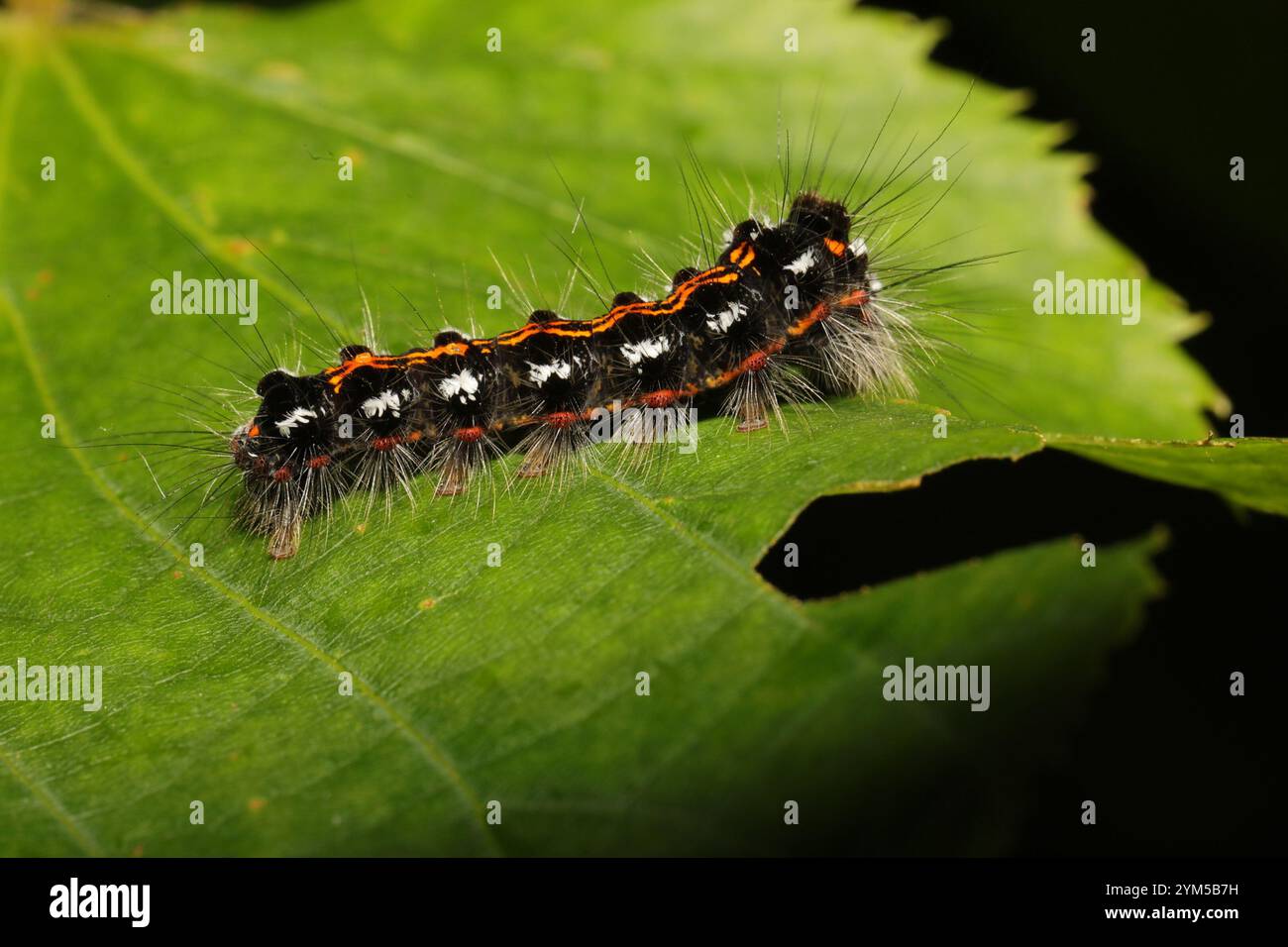 Swan Moth (Sphrageidus similis) Foto Stock