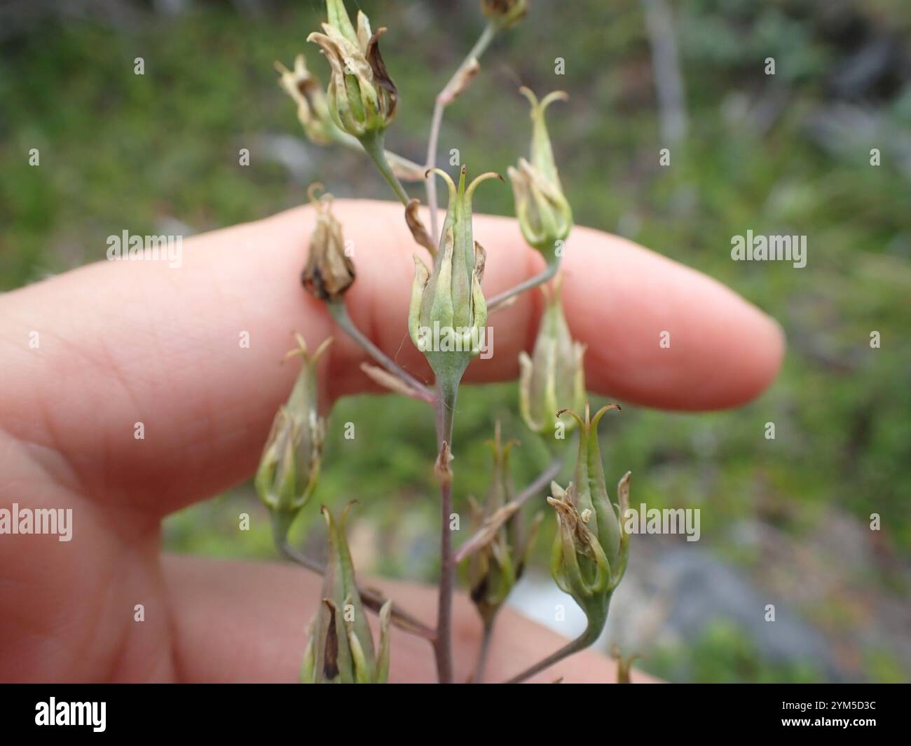 Monte Deathcamas (Anticlea elegans) Foto Stock