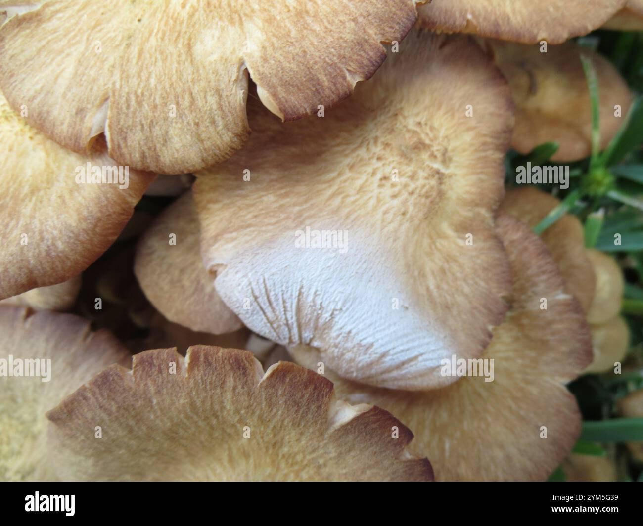 Fungo di miele senza anelli (Desarmillaria caespitosa) Foto Stock