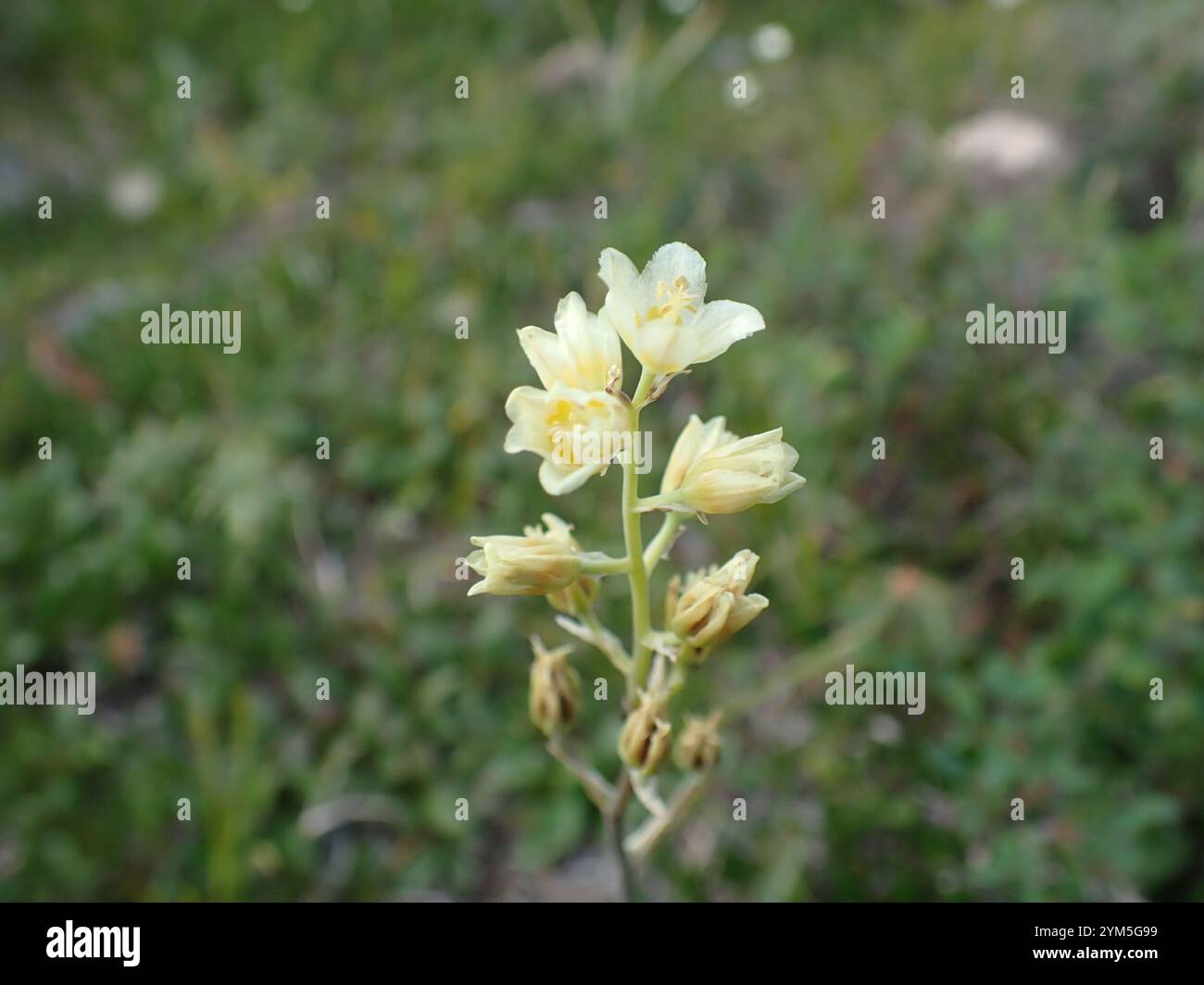 Monte Deathcamas (Anticlea elegans) Foto Stock