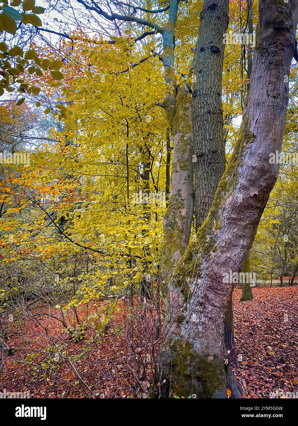 La scena autunnale mentre le foglie di faggio caduto coprono il terreno dove gli alberi di quercia bianca e faggio crescono al Dingle di Appleton, Cheshire, Inghilterra - Immagine stock catturata con smartphone