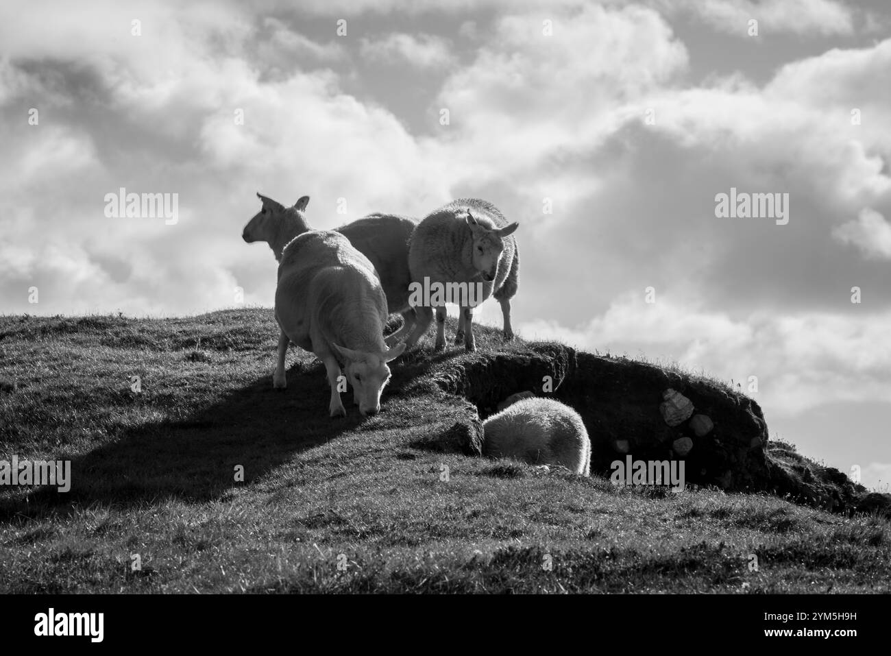 Pecore bianche e nere in Scozia Foto Stock