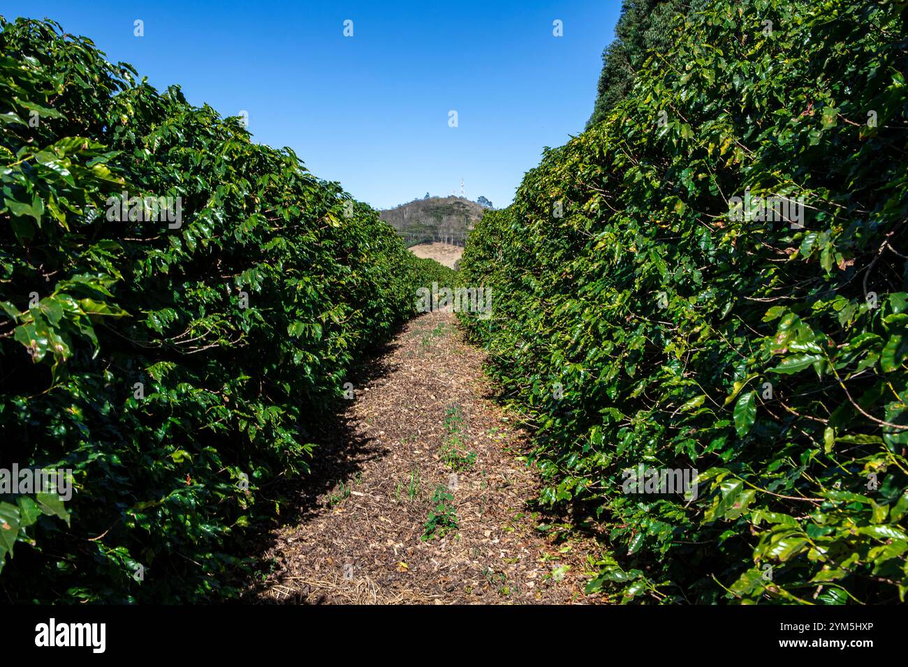 File di piantagioni di caffè. Caffè brasiliano coltivato nella contea dello stato di Minas Gerais. Brasile Foto Stock