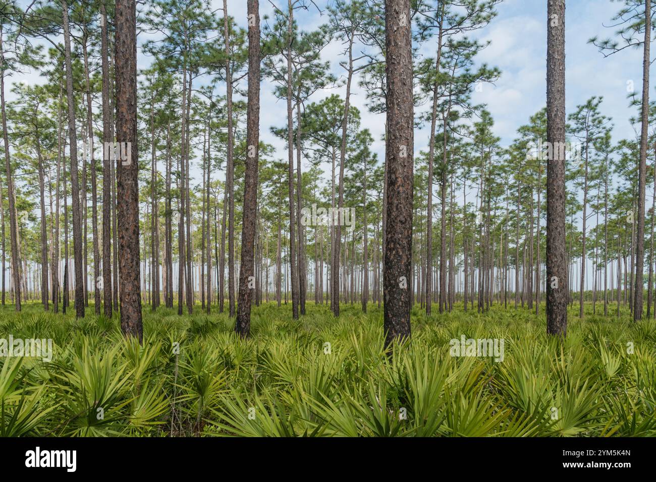 Cipressi riflessi nell'acqua nella riserva naturale Okefenokee Swamp Wildlife Refuge, Georgia, Stati Uniti. Foto Stock