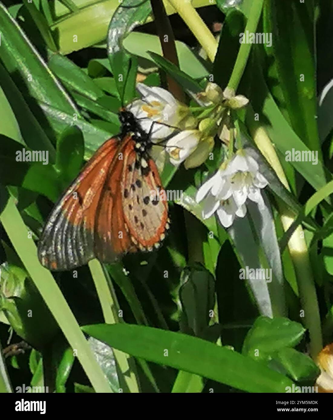 Acraea Giardino (Acraea horta) Foto Stock