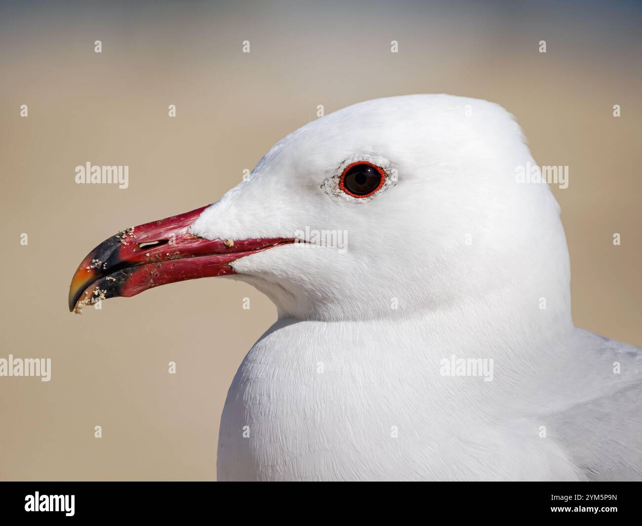 Gabbiano di Audouin; Larus audouinii; ritratto di piumaggio per adulti Mallorca, Spagna aprile Foto Stock