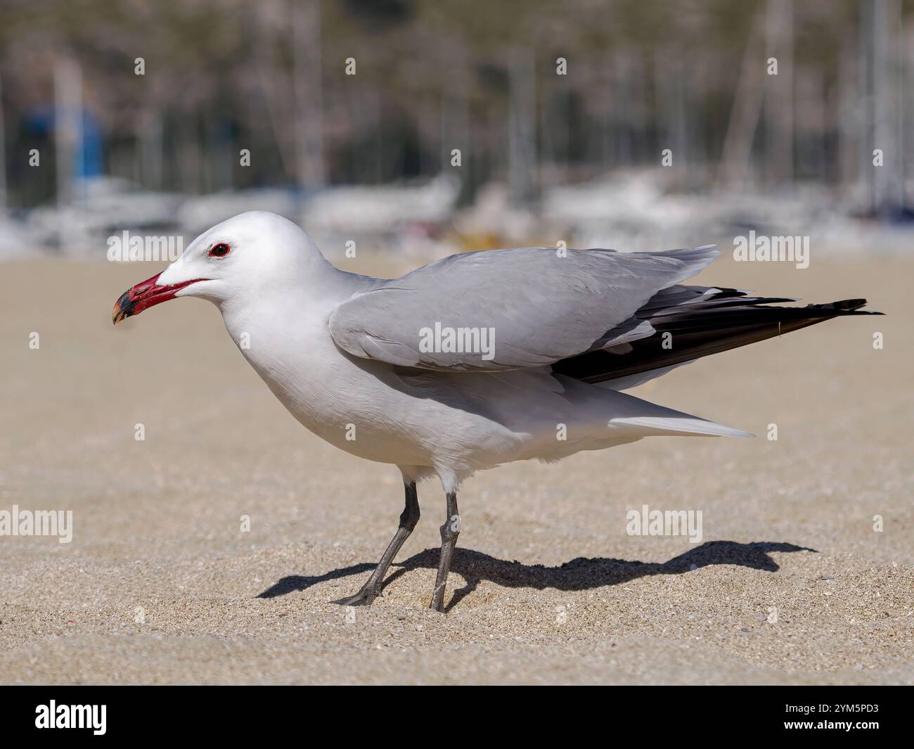 Gabbiano di Audouin; Larus audouinii; uccello adulto in piedi su una spiaggia di Maiorca, Spagna Foto Stock