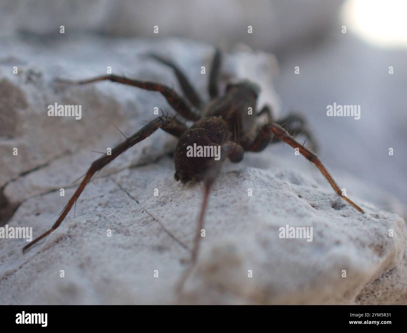 Lupi a gambe sottili (Pardosa) Foto Stock