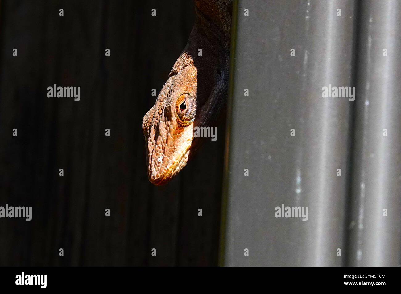 Primo piano della splendida Brown Anole Foto Stock