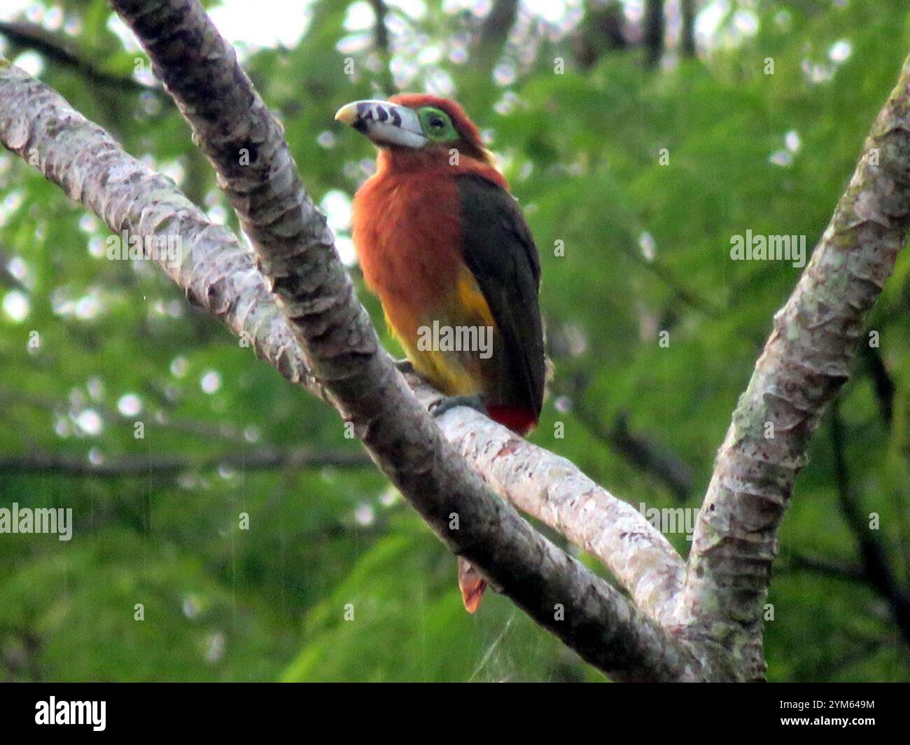 Toucanet con fattura a punti (Selenidera maculirostris) Foto Stock