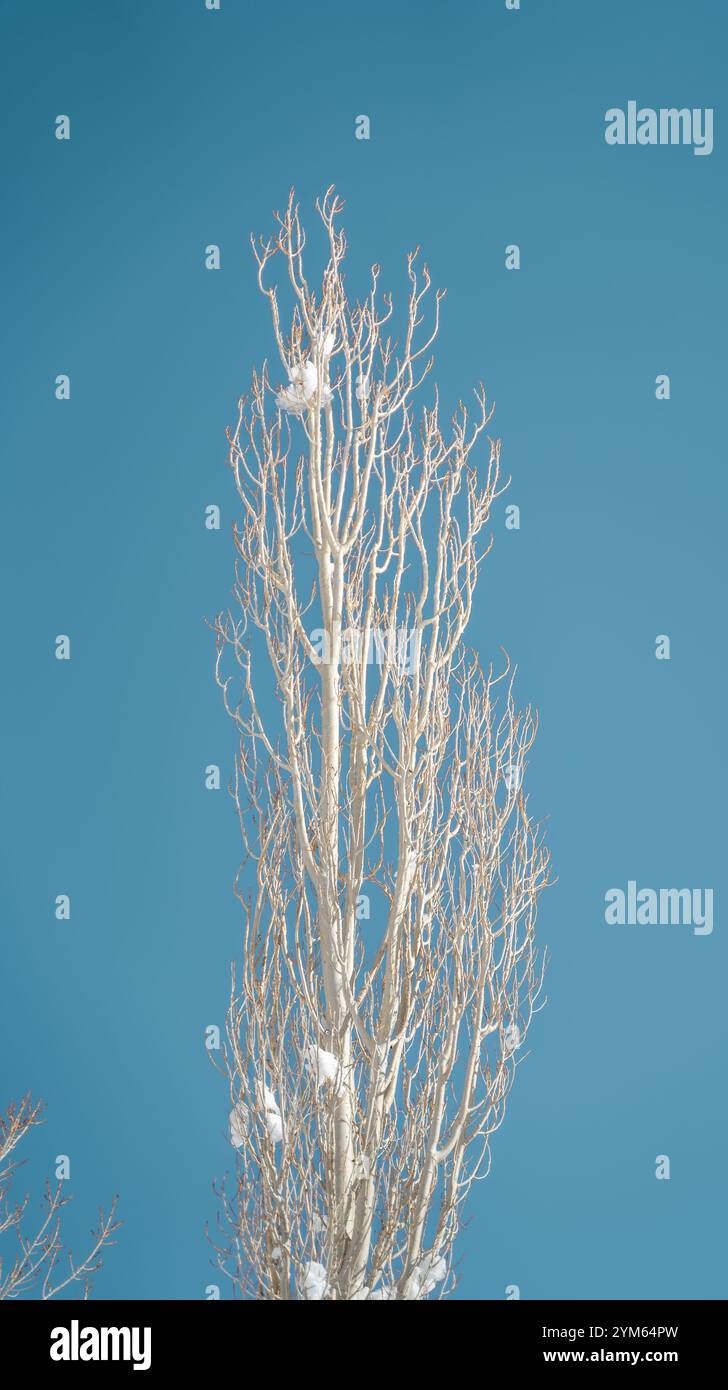 Rami di alberi ricoperti di neve contro il cielo azzurro Foto Stock
