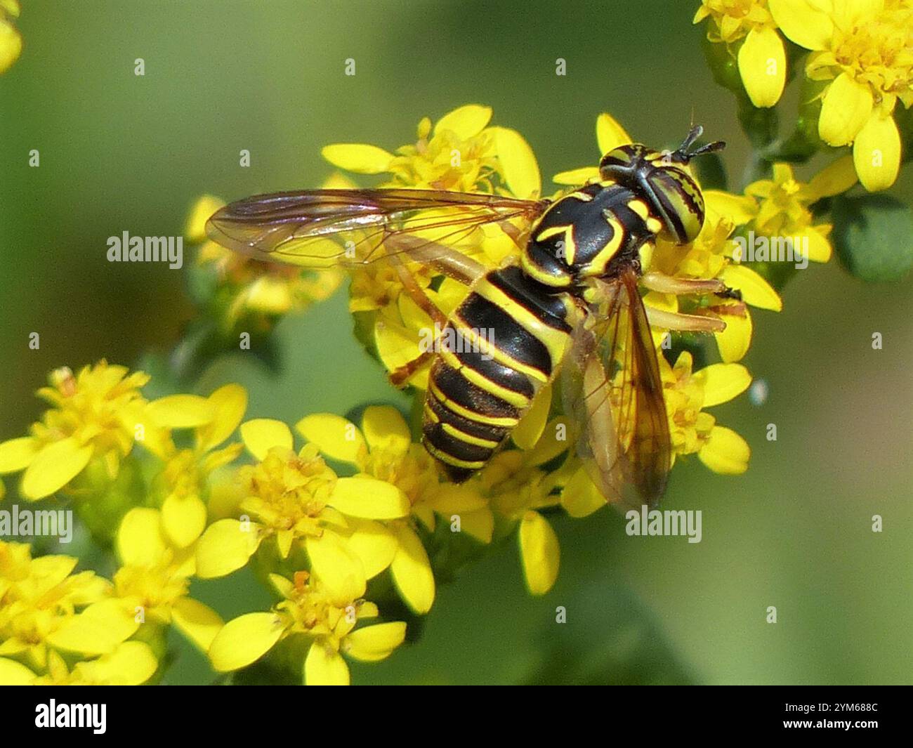 Volo sul calabrone orientale (Spilomyia longicornis) Foto Stock