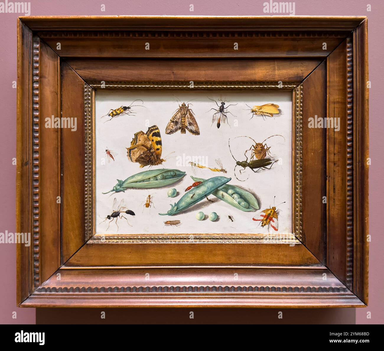 Piselli e insetti di Jan van Kessel II. Insetti che strisciano sulle cialde di pisello. Al Legion of Honor Art Museum di San Francisco, California. Foto Stock