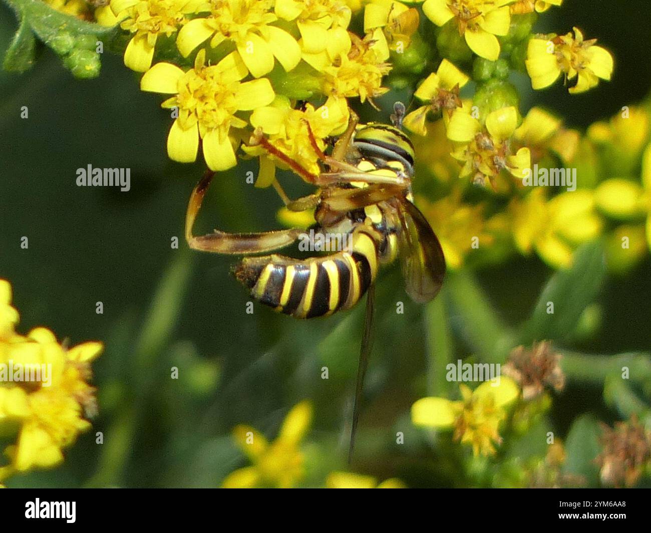 Volo sul calabrone orientale (Spilomyia longicornis) Foto Stock