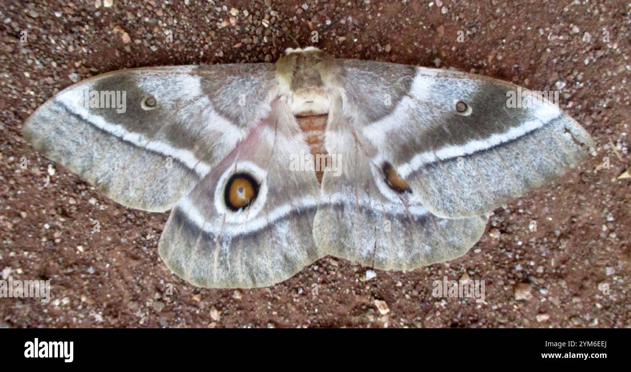 Verme mopanico (Gonimbrasia belina) Foto Stock