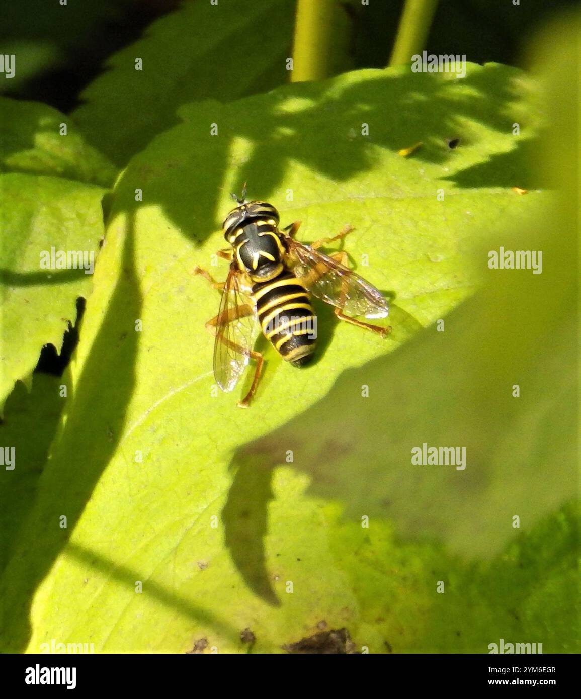 Volo sul calabrone orientale (Spilomyia longicornis) Foto Stock