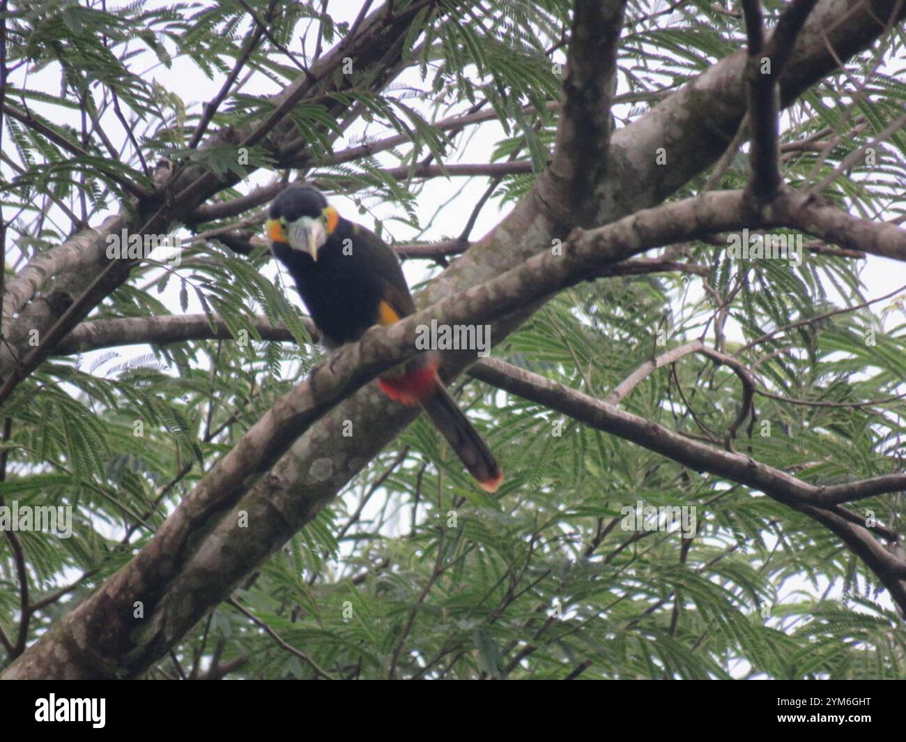 Toucanet con fattura a punti (Selenidera maculirostris) Foto Stock