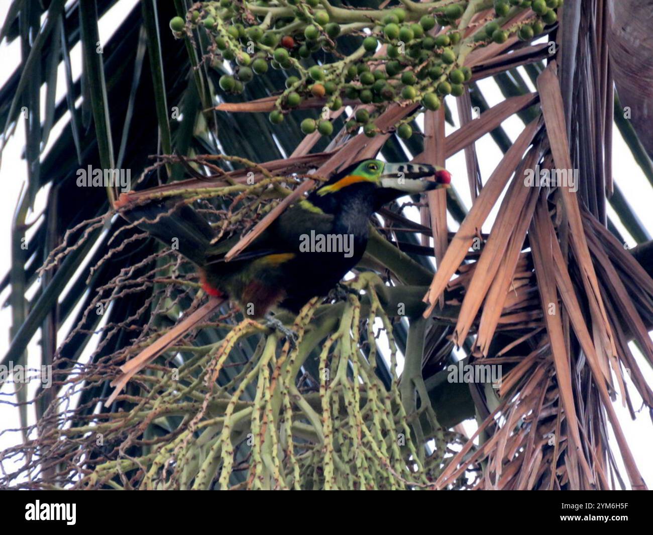 Toucanet con fattura a punti (Selenidera maculirostris) Foto Stock