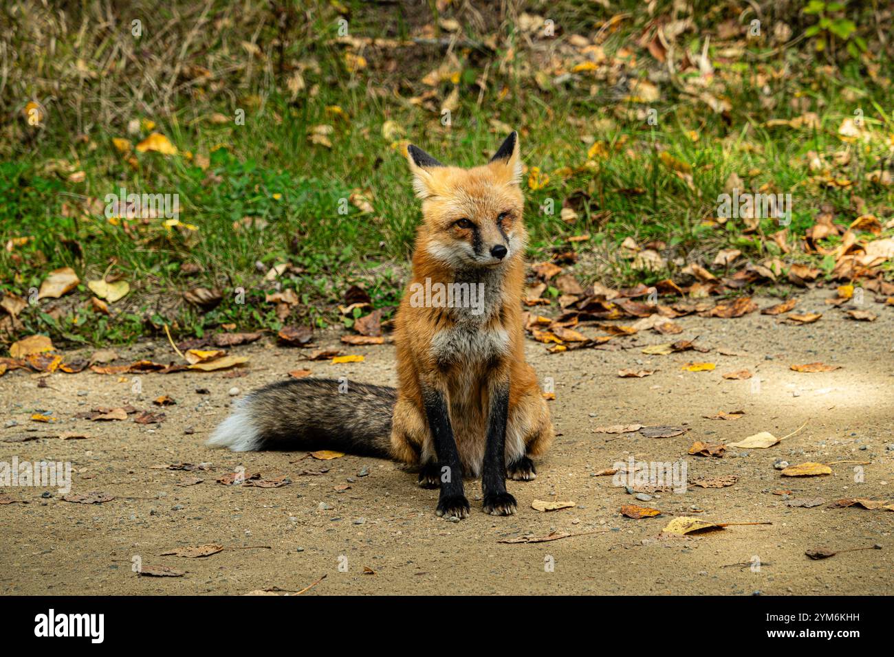 Una volpe è seduta a terra in un campo di foglie. La volpe sta guardando la telecamera Foto Stock
