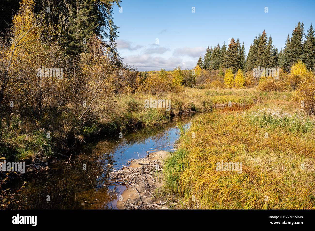 Un fiume con una foresta sullo sfondo. L'acqua è marrone e l'erba è gialla Foto Stock