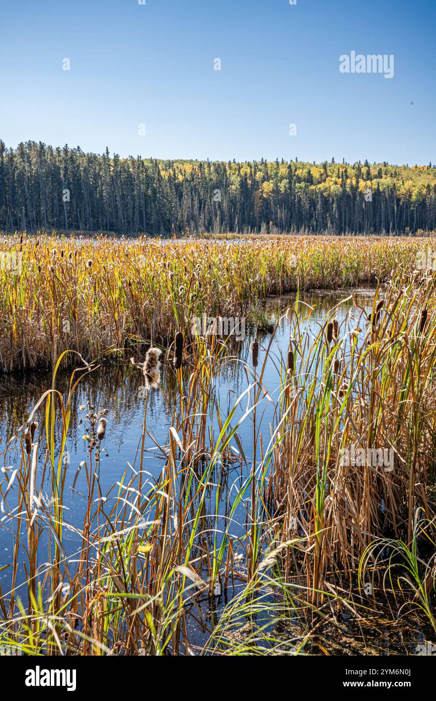 Un campo di erba alta con un fiume che scorre attraverso di esso. L'erba è marrone e secca, e l'acqua è calma. La scena è tranquilla e serena, con la S. Foto Stock