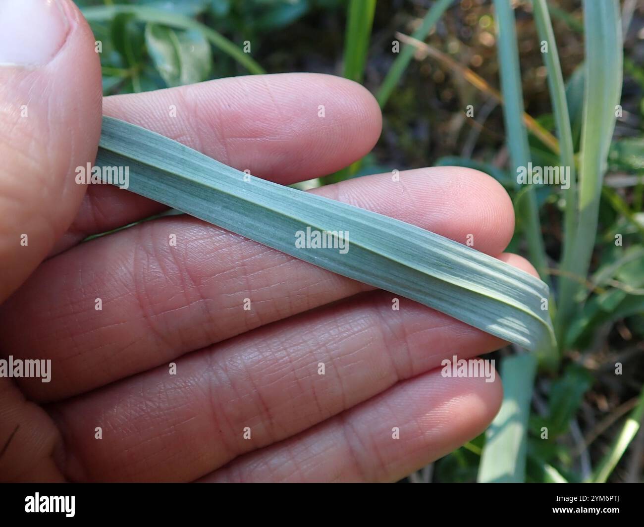 Monte Deathcamas (Anticlea elegans) Foto Stock