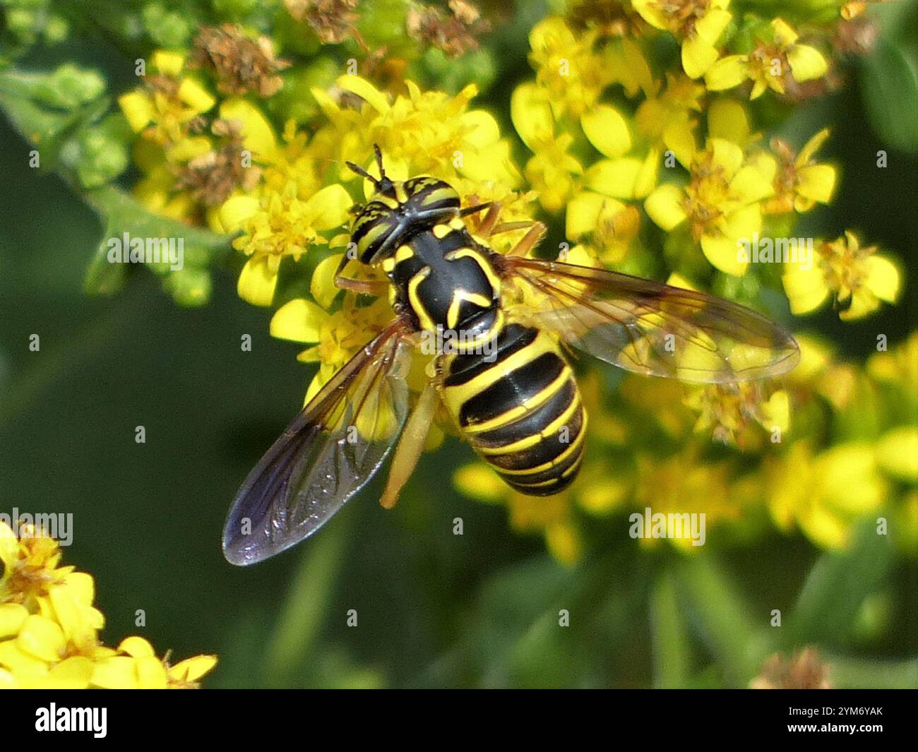 Volo sul calabrone orientale (Spilomyia longicornis) Foto Stock